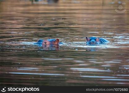 Hippos standing in the water in the Welgevonden game reserve, South Africa.