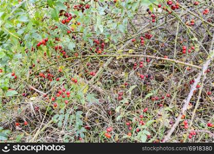 Hips bush with ripe berries. Berries of a dogrose on a bush. Fruits of wild roses. Thorny dogrose. Red rose hips.. Hips bush with ripe berries. Berries of a dogrose on a bush. Fruits of wild roses. Thorny dogrose. Red rose hips