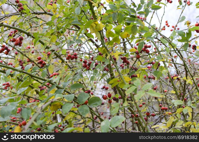 Hips bush with ripe berries. Berries of a dogrose on a bush. Fruits of wild roses. Thorny dogrose. Red rose hips.. Hips bush with ripe berries. Berries of a dogrose on a bush. Fruits of wild roses. Thorny dogrose. Red rose hips