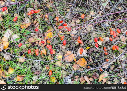 Hips bush with ripe berries. Berries of a dogrose on a bush. Fruits of wild roses. Thorny dogrose. Red rose hips.. Hips bush with ripe berries. Berries of a dogrose on a bush. Fruits of wild roses. Thorny dogrose. Red rose hips