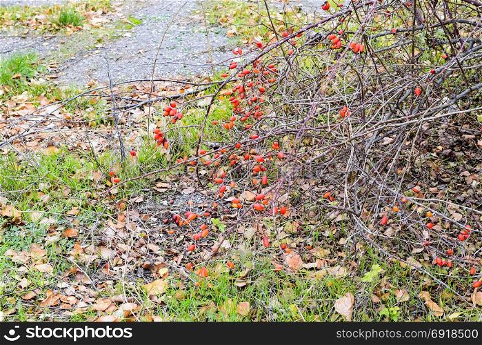 Hips bush with ripe berries. Berries of a dogrose on a bush. Fruits of wild roses. Thorny dogrose. Red rose hips.. Hips bush with ripe berries. Berries of a dogrose on a bush. Fruits of wild roses. Thorny dogrose. Red rose hips