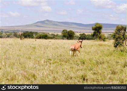 Hirola isolated in the savannah . Hirola isolated in the savannah of the park Tsavo East in Kenya with the mountains in the background