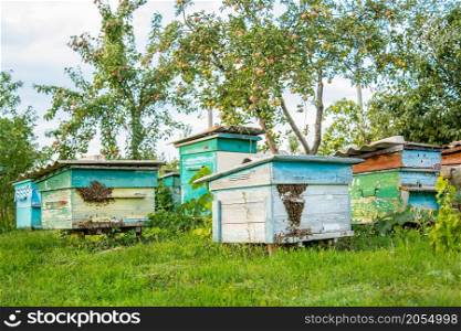 Hives in an apiary with bees flying to the landing boards in a green garden. Hot days.. Hives in an apiary with bees flying to the landing boards in a green garden.