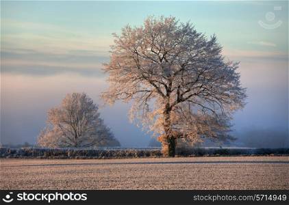 Hoar frost on farmland near Chipping Campden, Gloucestershire, England.