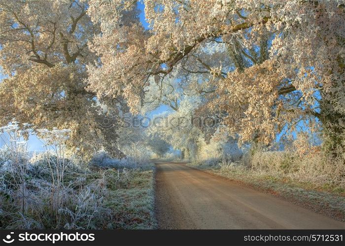 Hoar frost on oak trees near Chipping Campden, Gloucestershire, England.
