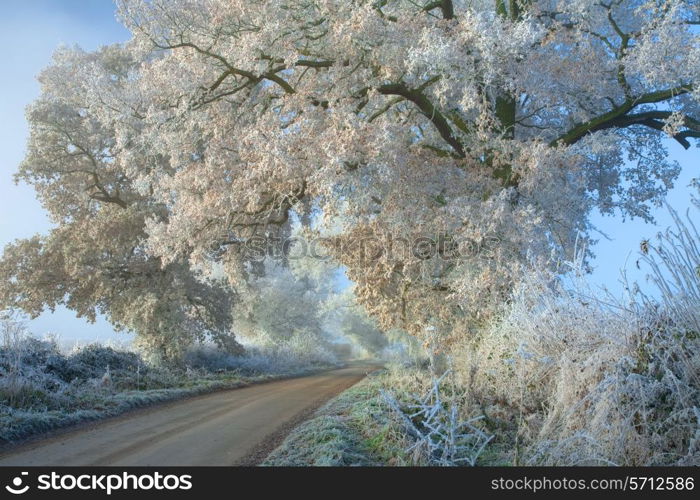 Hoar frost on oak trees near Chipping Campden, Gloucestershire, England.