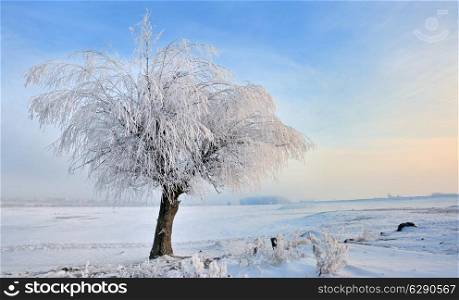 hoar-frost on tree in winter at sunset