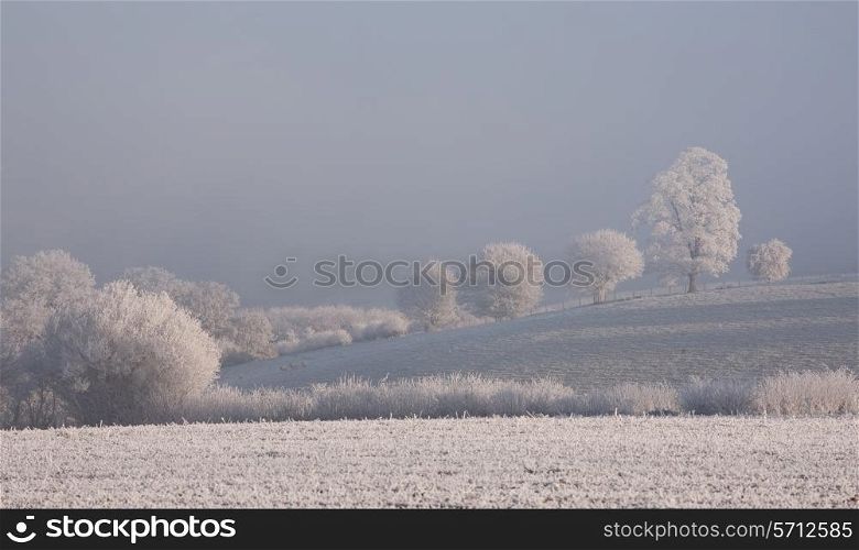 Hoar frost on trees, Cotswolds, Gloucestershire, England.