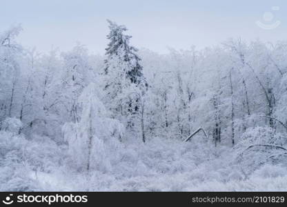 Hoar frost scene in Riding Mountain Manitoba