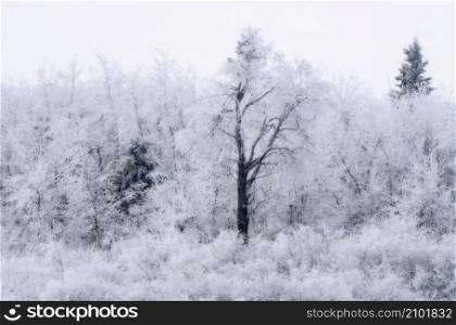 Hoar frost scene in Riding Mountain Manitoba
