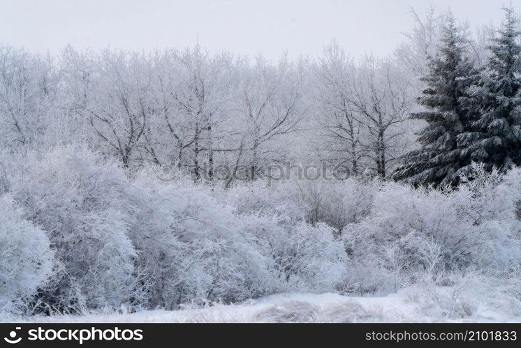 Hoar frost scene in Riding Mountain Manitoba