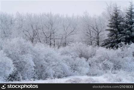 Hoar frost scene in Riding Mountain Manitoba