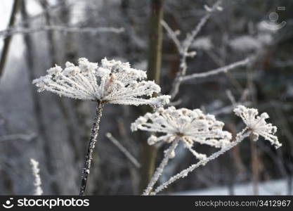 Hoarfrost at the dry umbrella plant. Belokurikha resort, february 2008