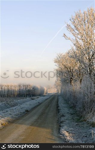 Hoarfrost covered trees surrounding the rural orchards on a beautiful winter morning. A small hare crossing the road, heading towards the sunlight.