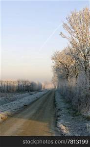 Hoarfrost covered trees surrounding the rural orchards on a beautiful winter morning. A small hare crossing the road, heading towards the sunlight.