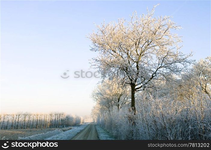 Hoarfrost covered trees surrounding the rural orchards on a beautiful winter morning.
