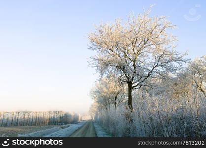 Hoarfrost covered trees surrounding the rural orchards on a beautiful winter morning.
