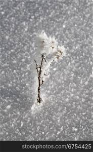 Hoarfrost on dried grass against snow texture
