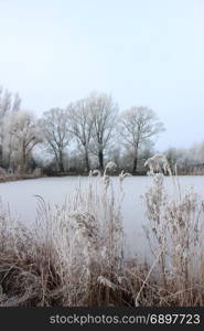 Hoarfrost on reed grass on a midwinter morning