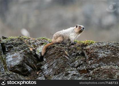 Hoary marmot (Marmota caligata), Banff National Park, Alberta, Canada