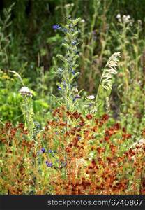 Hochsommer-Wiese. plants dry in the summer on a meadow