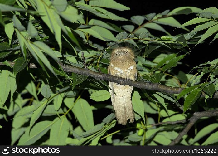 Hodgson&rsquo;s frogmouth, Batrachostomus hodgsoni, Mishmi Hills, Arunachal Pradesh, India