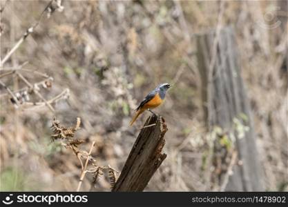 Hodgson&rsquo;s Redstart, Phoenicurus hodgsoni, Male, Walong, Arunachal Pradesh, India