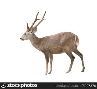 hog deer isolated on white background