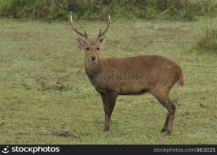 Hog Deer, Kaziranga National Park, Assam.
