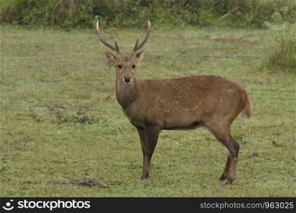Hog Deer, Kaziranga National Park, Assam.