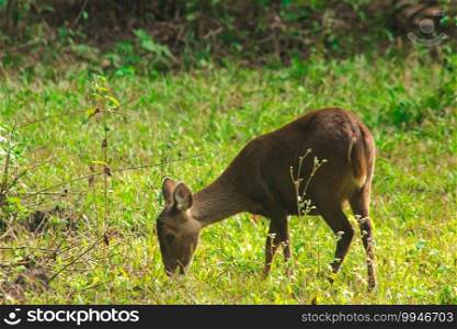 Hog deer stood in the edge of the forest. A small deer They are often found in herds in sparse forests or forests. Grasslands, plains, riverside