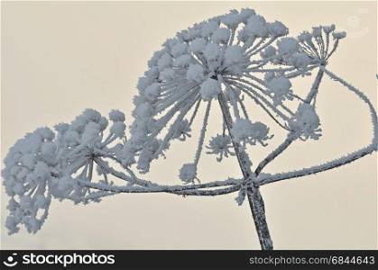 hogweed with snow. dried hogweed with snow on it The Netherlands