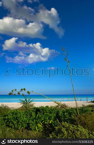 Holbox Island beach in Quintana Roo of Mexico