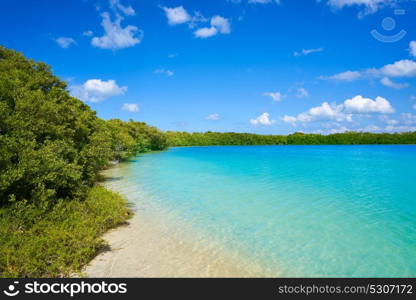 Holbox Island beach mangroove in Quintana Roo of Mexico