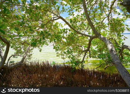 Holbox Island beach mangroove in Quintana Roo of Mexico