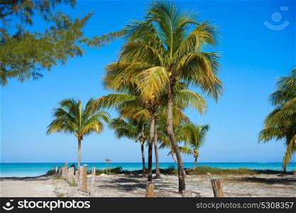 Holbox Island beach palm trees in Quintana Roo of Mexico