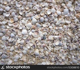 Holbox Island beach sand shells in Quintana Roo of Mexico