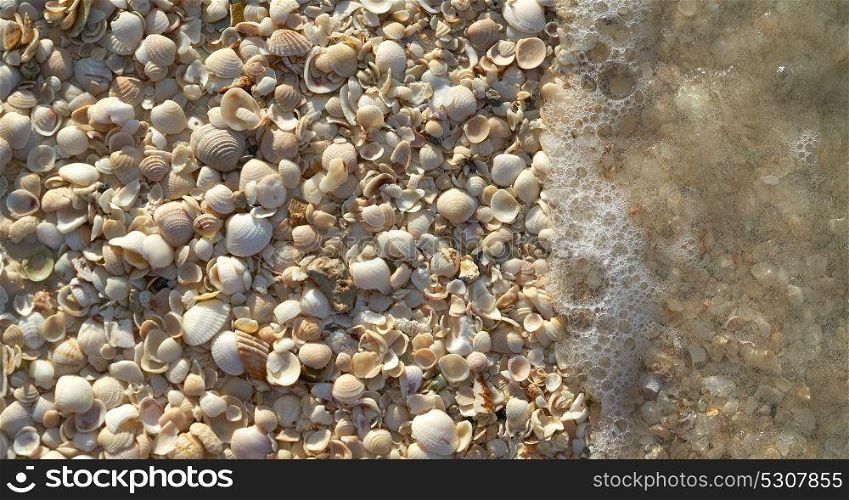 Holbox island beach shells sand texture in Mexico