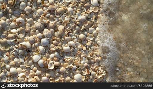 Holbox island beach shells sand texture in Mexico