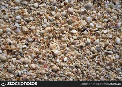Holbox island beach shells sand texture Mexico