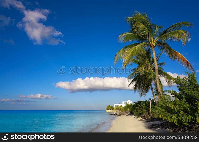 Holbox island palm tree beach tropical in Mexico
