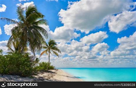 Holbox Island paradise beach palm trees in Quintana Roo of Mexico