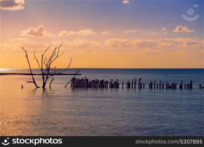 Holbox island sunset beach in Mexico sea birds dried Mangroove tree