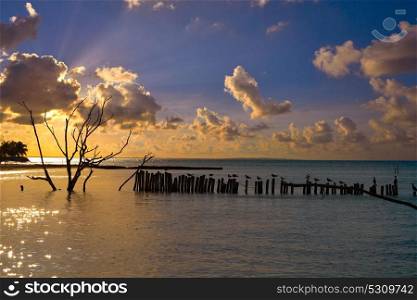 Holbox island sunset beach in Mexico sea birds dried Mangroove tree