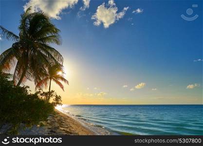 Holbox island sunset beach palm tree tropical in Mexico
