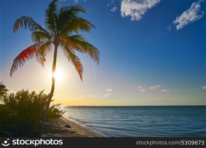 Holbox island sunset beach palm tree tropical in Mexico