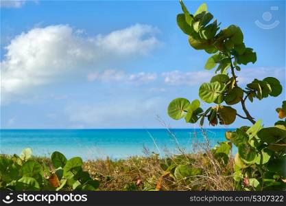 Holbox island tropical beach in Mexico