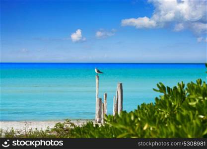 Holbox island tropical beach in Mexico