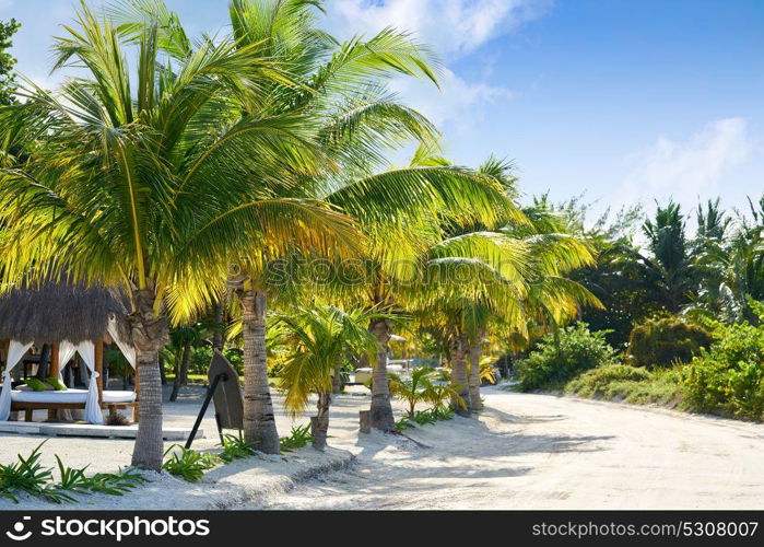 Holbox island tropical palm tree and huts in Mexico