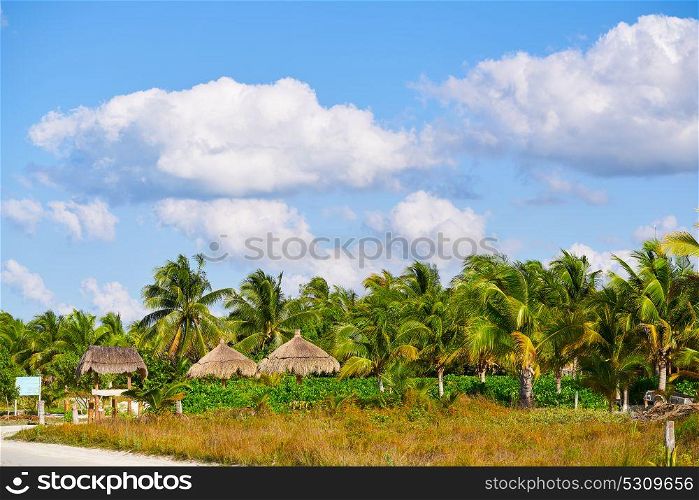Holbox island tropical palm tree and huts palapas in Mexico